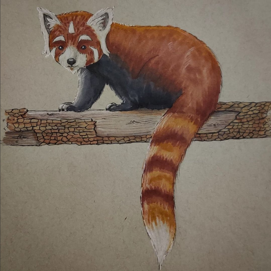 Red Panda